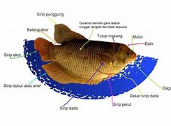 Ikan Di Sekolahan Bahasa Inggrisnya Apa